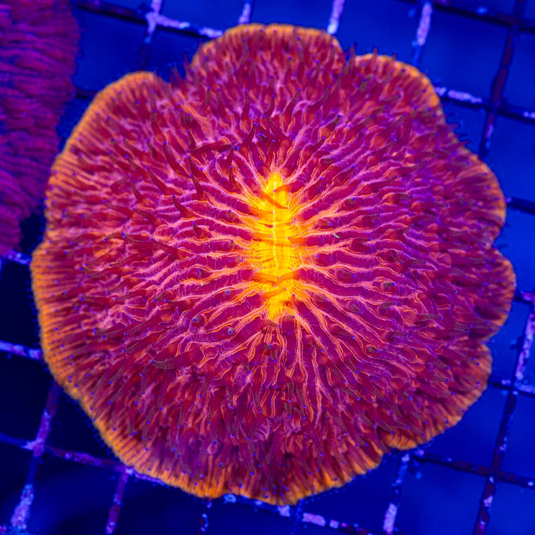 Supernova Plate Coral - WYSIWYG LPS Coral Reef Lounge USA 