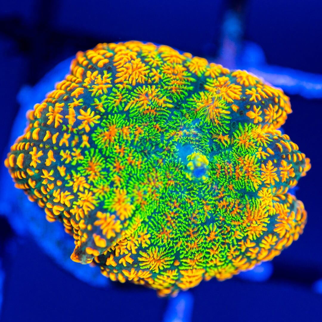 Tequila Sunset Mushroom Coral 1A - WYSIWYG Reef Lounge Coral 