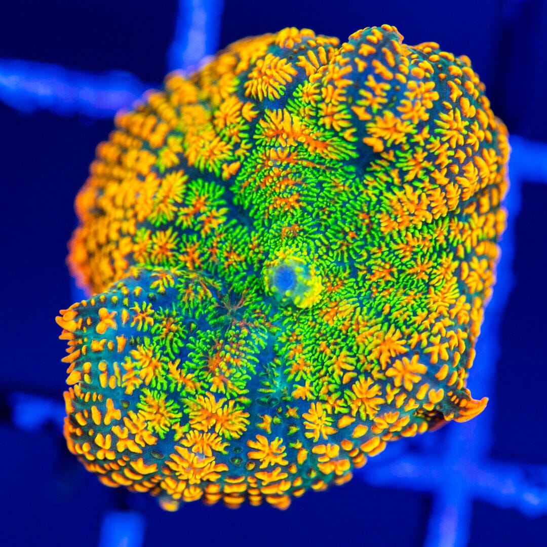Tequila Sunset Mushroom Coral 2A - WYSIWYG Reef Lounge Coral 