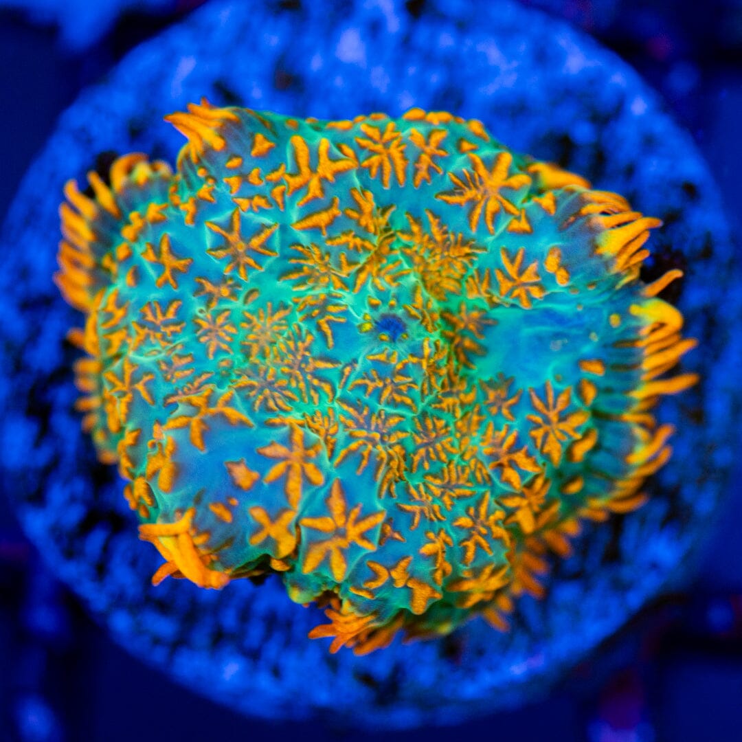 Tequila Sunset Rhodactis 2G - WYSIWYG LPS Coral Reef Lounge USA 