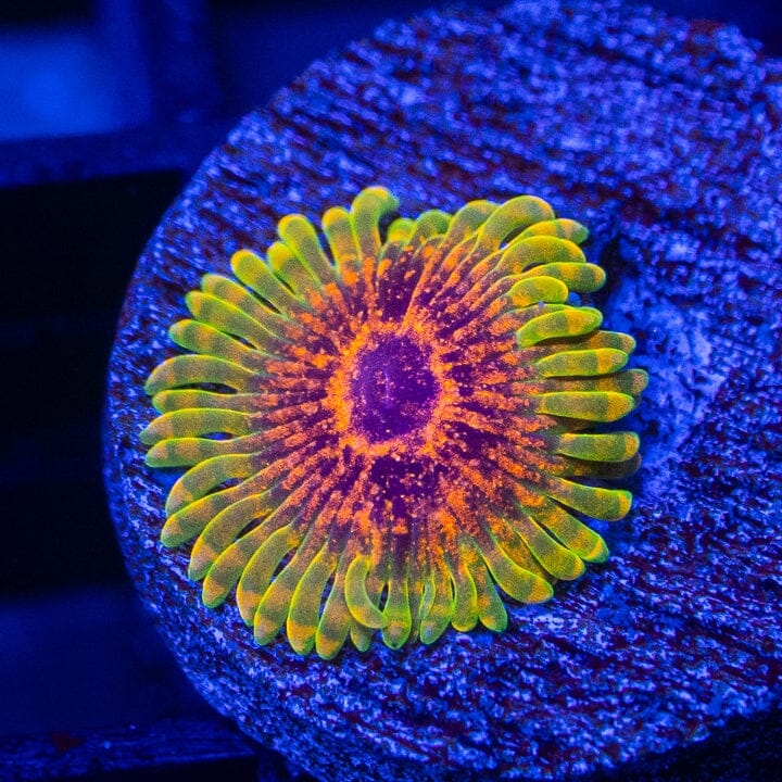 The Predator Zoanthids Soft Coral Reef Lounge USA 