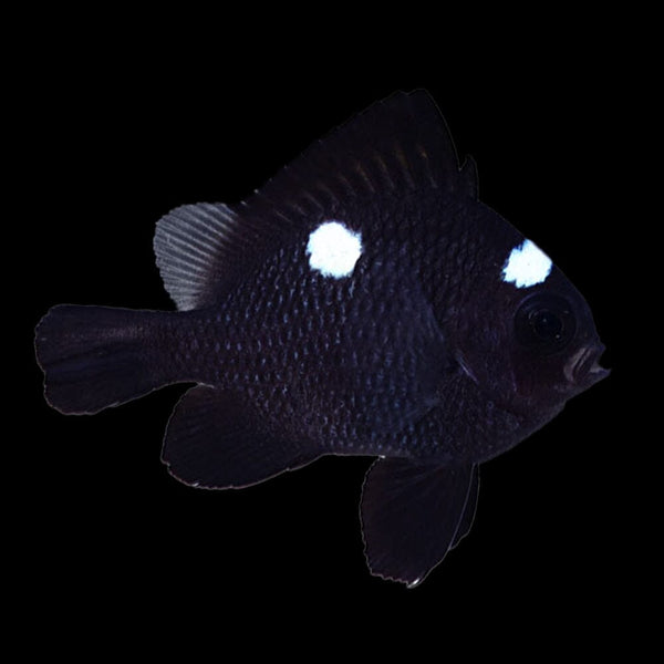 マッカラム 6'3 McCALLUM Gypsy Fish
Gypsy Fish mccallum surfboards - bons-casa de verano 千葉県大網白里市のサーフ