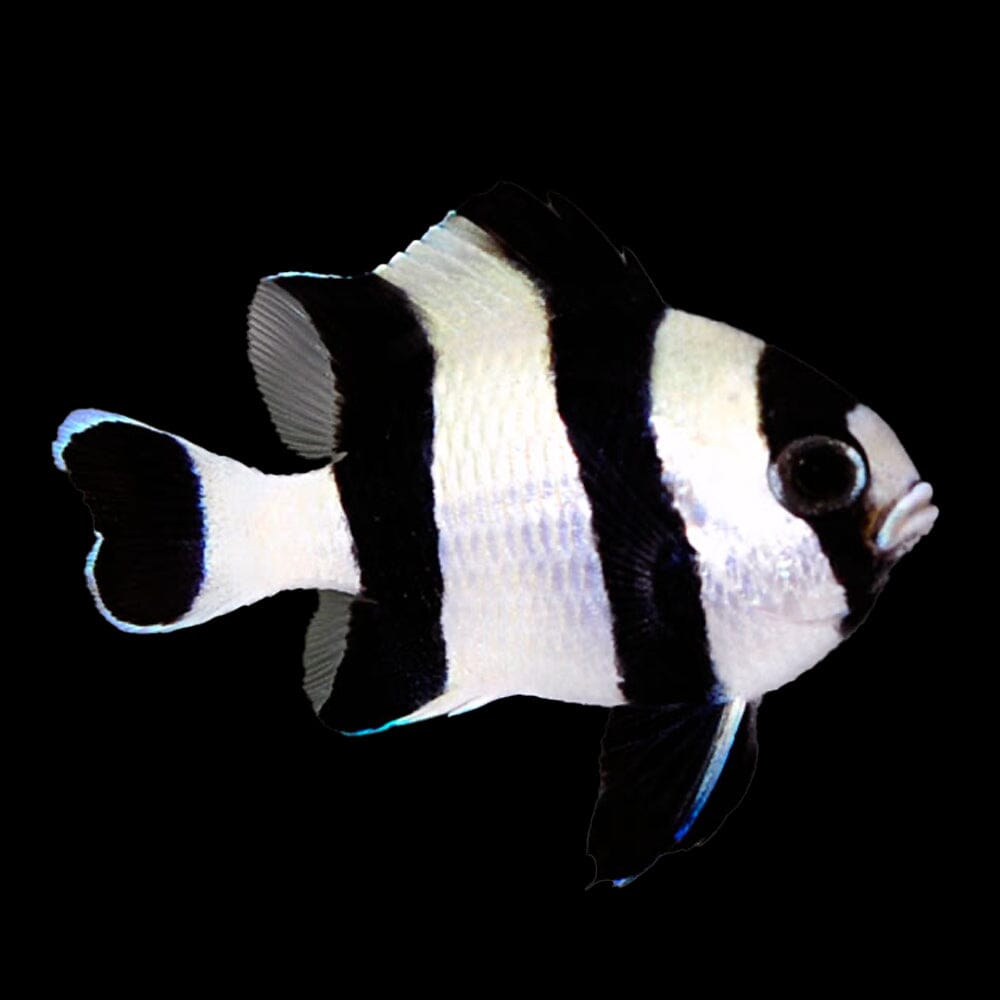 Three Stripe Damselfish Fish Reef Lounge USA 