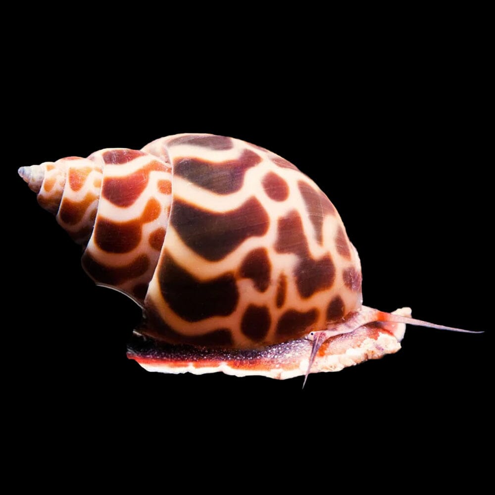 Tiger Nassarius Snail Invertebrate Reef Lounge USA 
