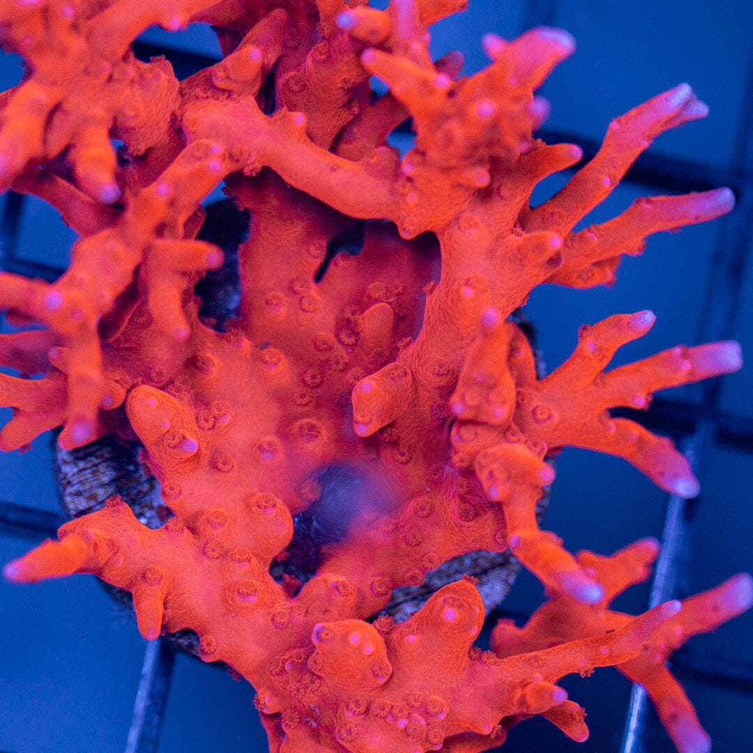 TNT Anacropora Reef Lounge Coral 