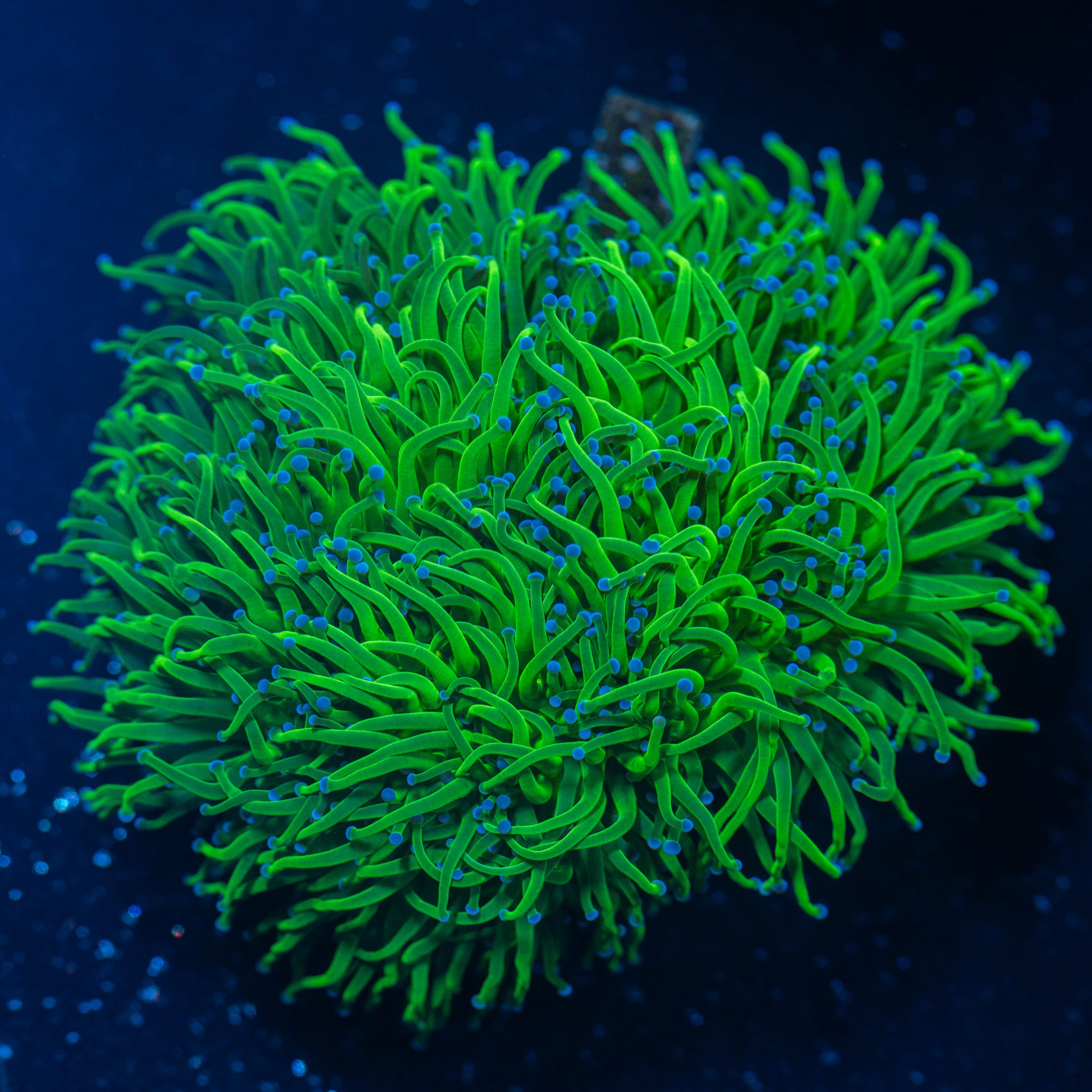 Torch Coral Colony 1A - WYSIWYG Reef Lounge Norco 
