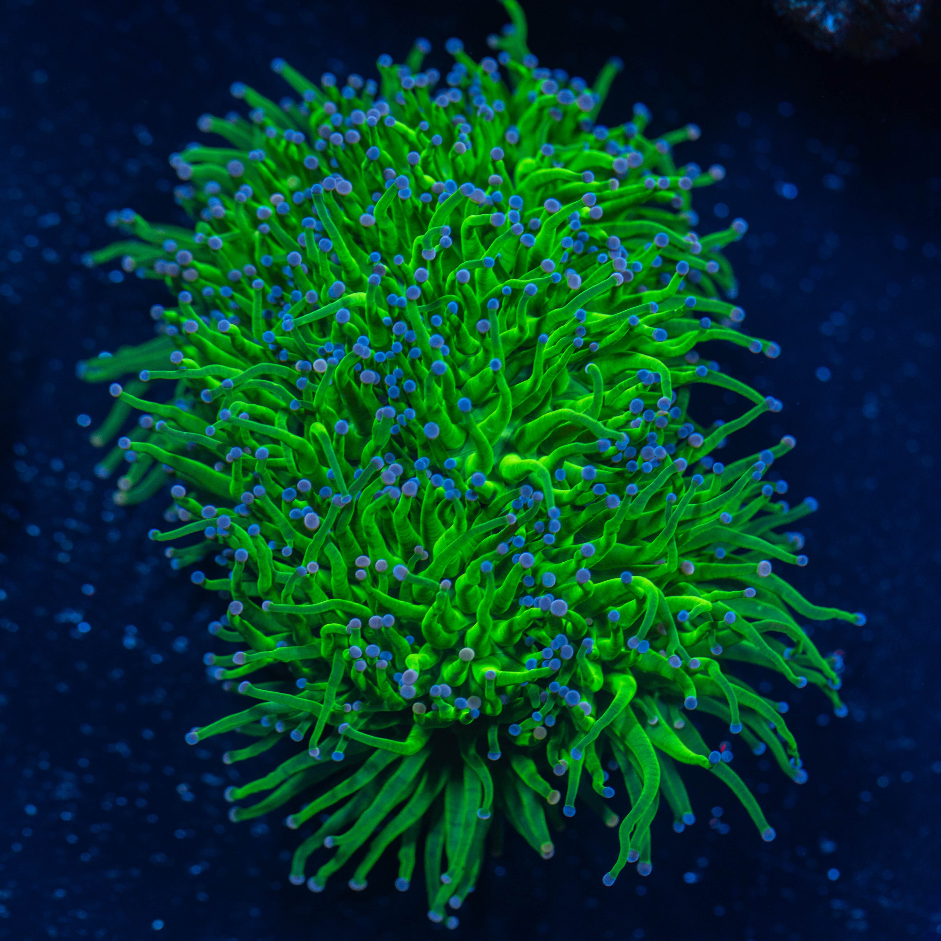 Torch Coral Colony 3A - WYSIWYG Reef Lounge Norco 