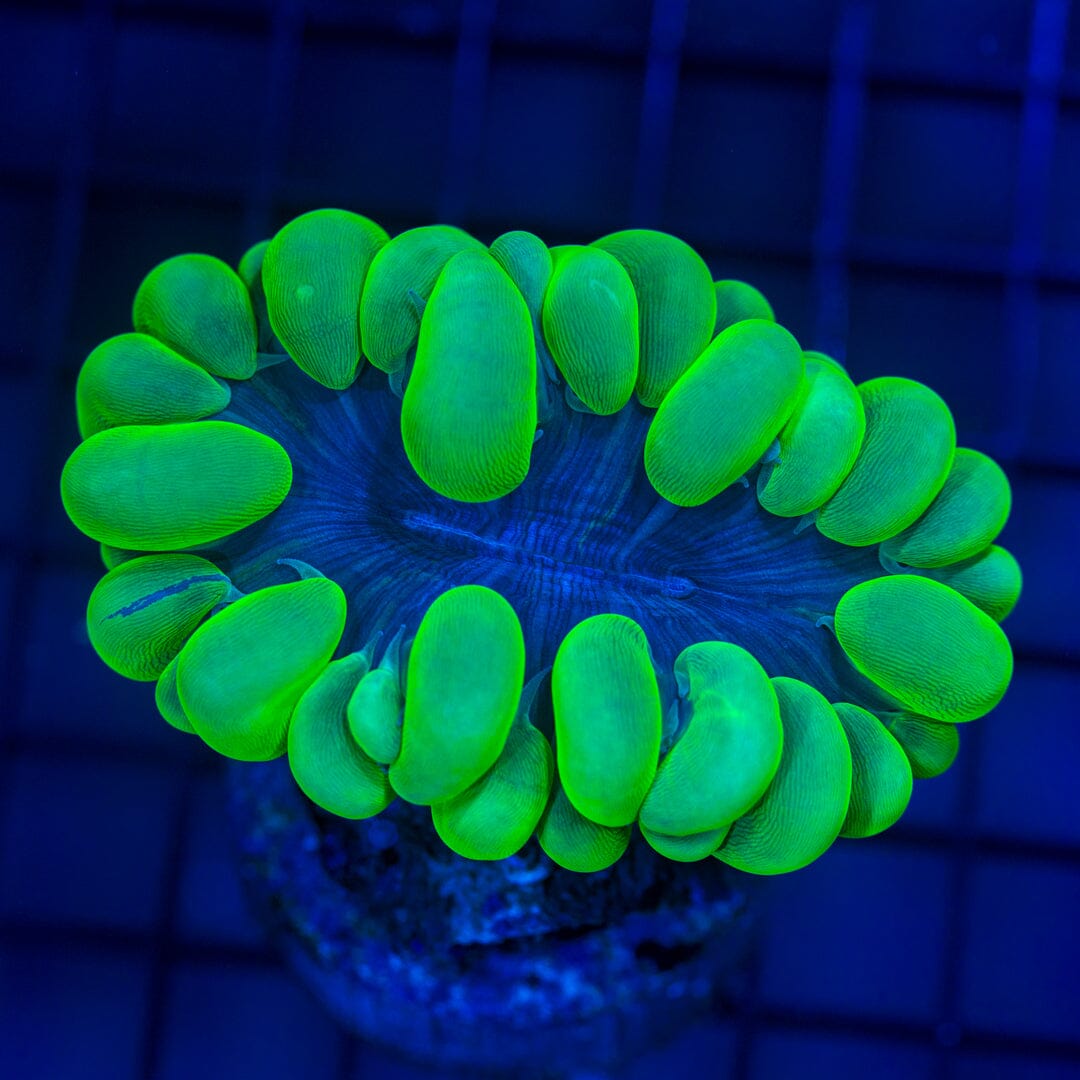 Toxic Bubble Coral - WYSIWYG Colony Reef Lounge Norco 