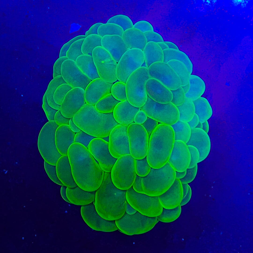 Toxic Bubble Coral - WYSIWYG Reef Lounge Coral 