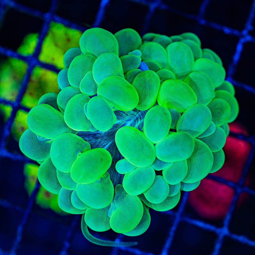 Toxic Green Bubble Coral - WYSIWYG Colony Reef Lounge Norco 