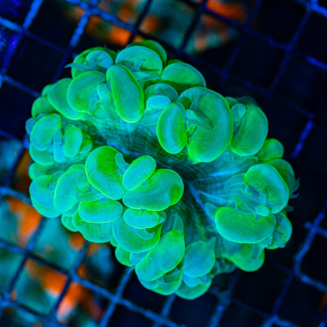 Toxic Green Bubble Coral - WYSIWYG Colony Reef Lounge Norco 