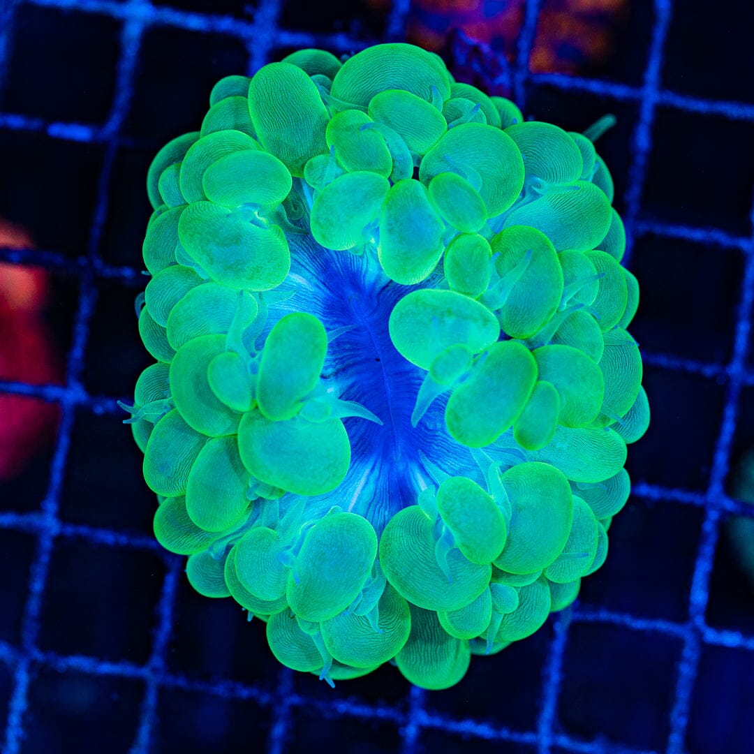 Toxic Green Bubble Coral - WYSIWYG Colony Reef Lounge Norco 