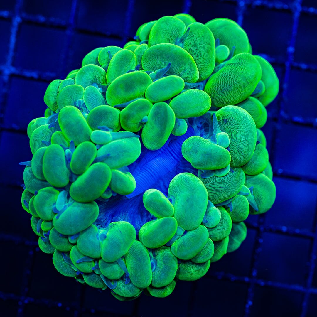 Toxic Green Bubble Coral - WYSIWYG Colony Reef Lounge Norco 