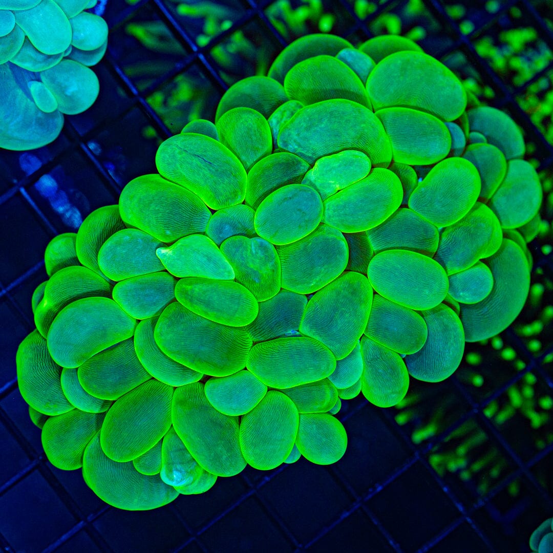 Toxic Green Bubble Coral (WYSIWYG) Reef Lounge Coral 