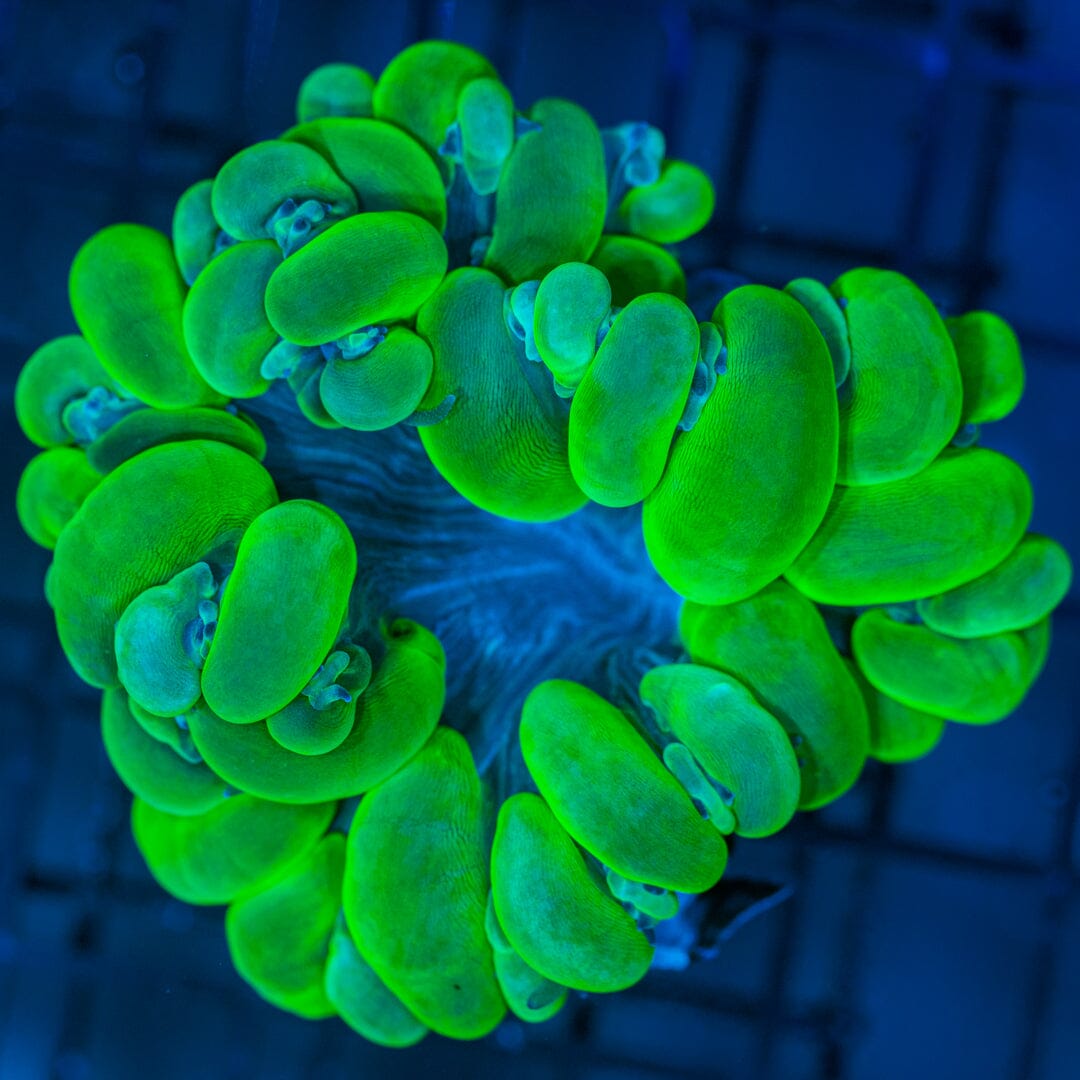 Toxic Green Bubble Coral (WYSIWYG) Reef Lounge Coral 