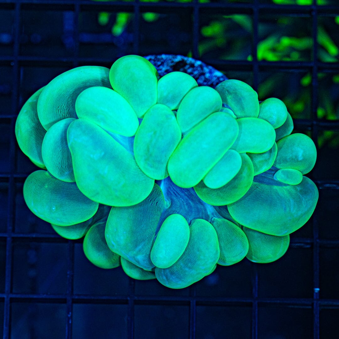 Toxic Green Bubble Coral (WYSIWYG) Reef Lounge Coral 