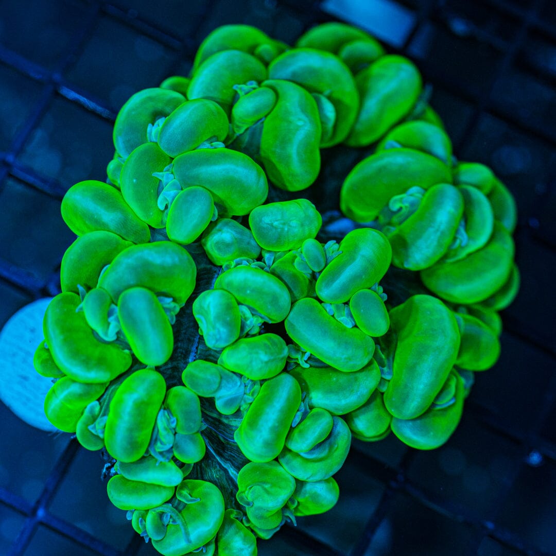 Toxic Green Bubble Coral (WYSIWYG) Reef Lounge Coral 