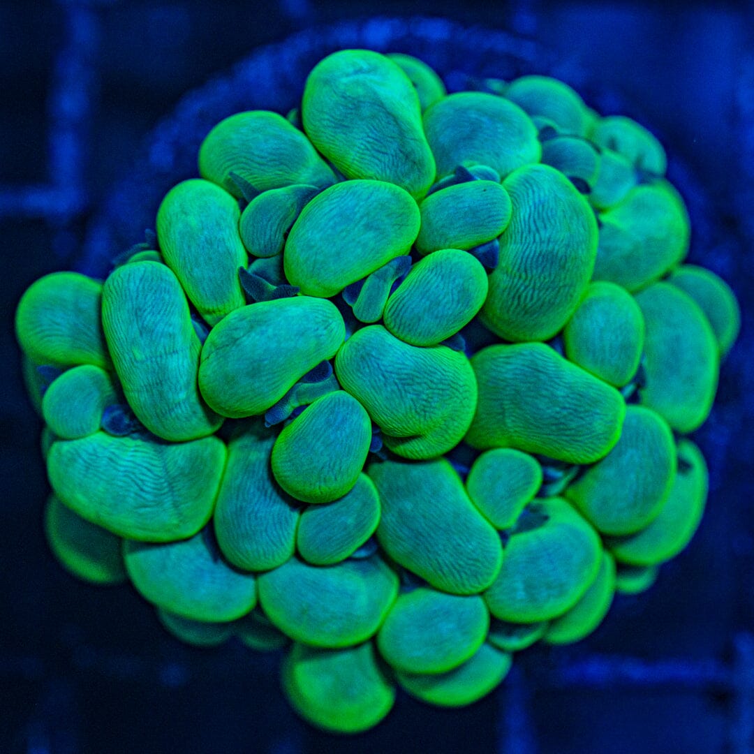 Toxic Green Bubble Coral (WYSIWYG) Reef Lounge Coral 