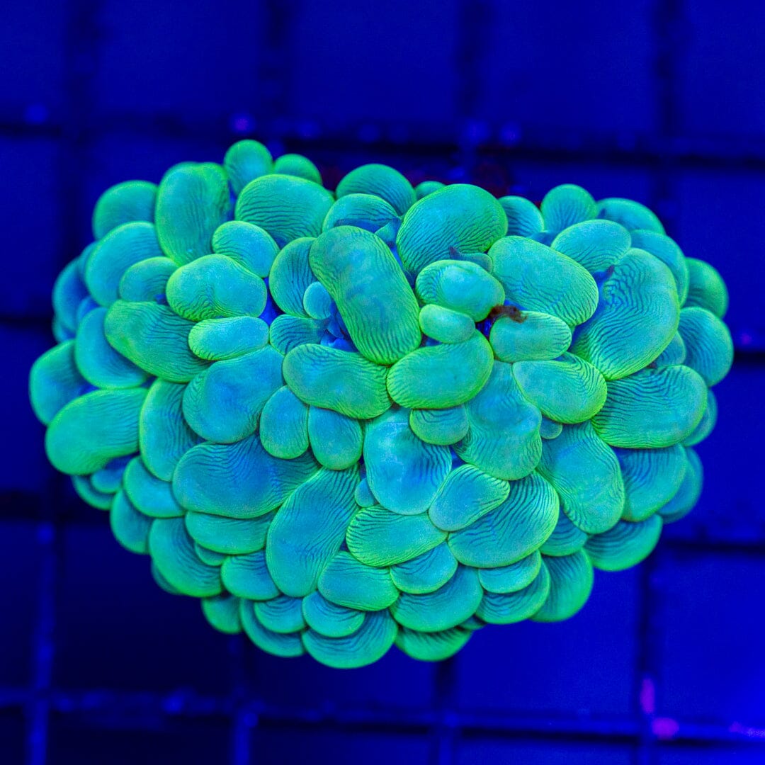 Toxic Green Bubble Coral - WYSIWYG Reef Lounge Norco 