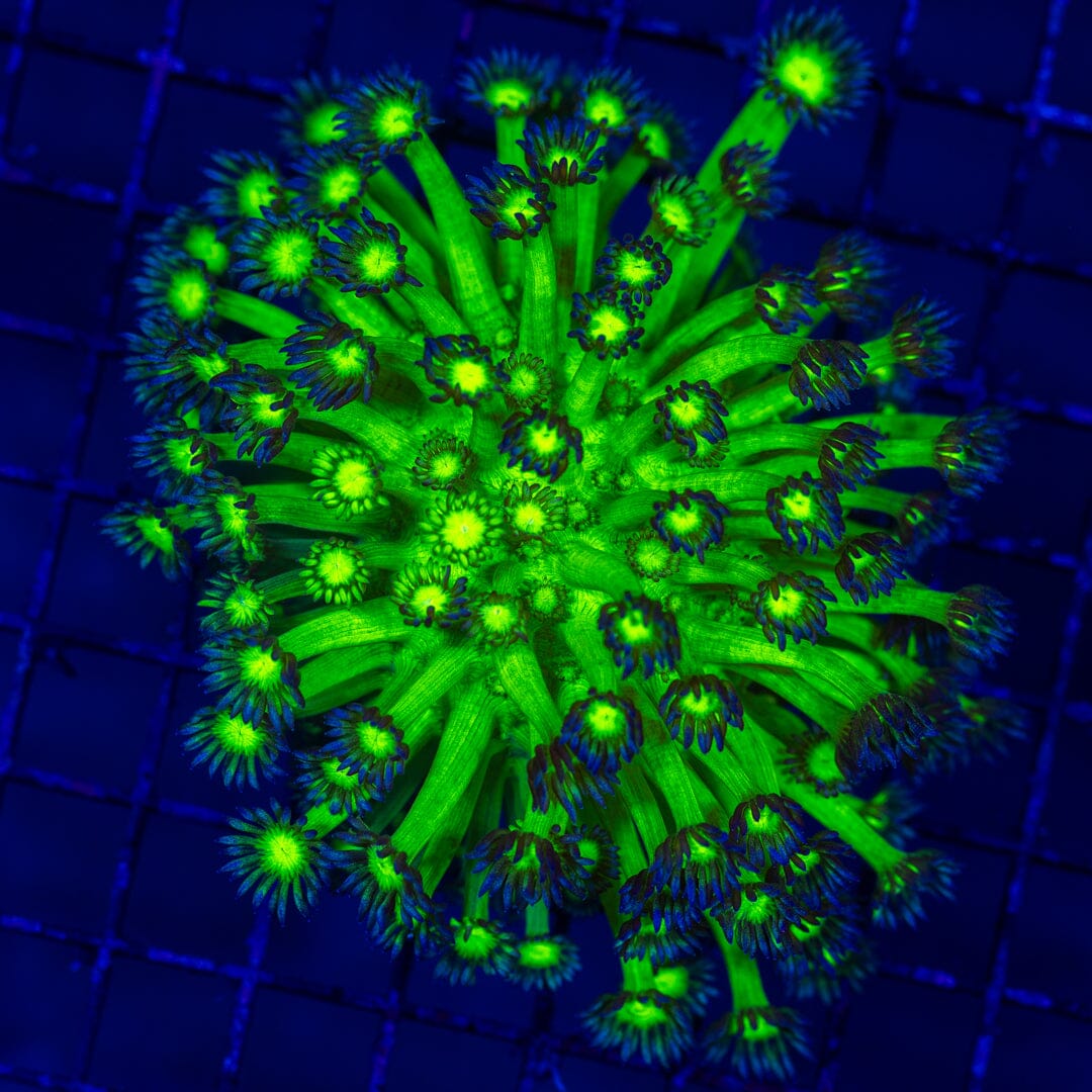 Toxic Green Goniopora Colony - WYSIWYG Reef Lounge Norco 
