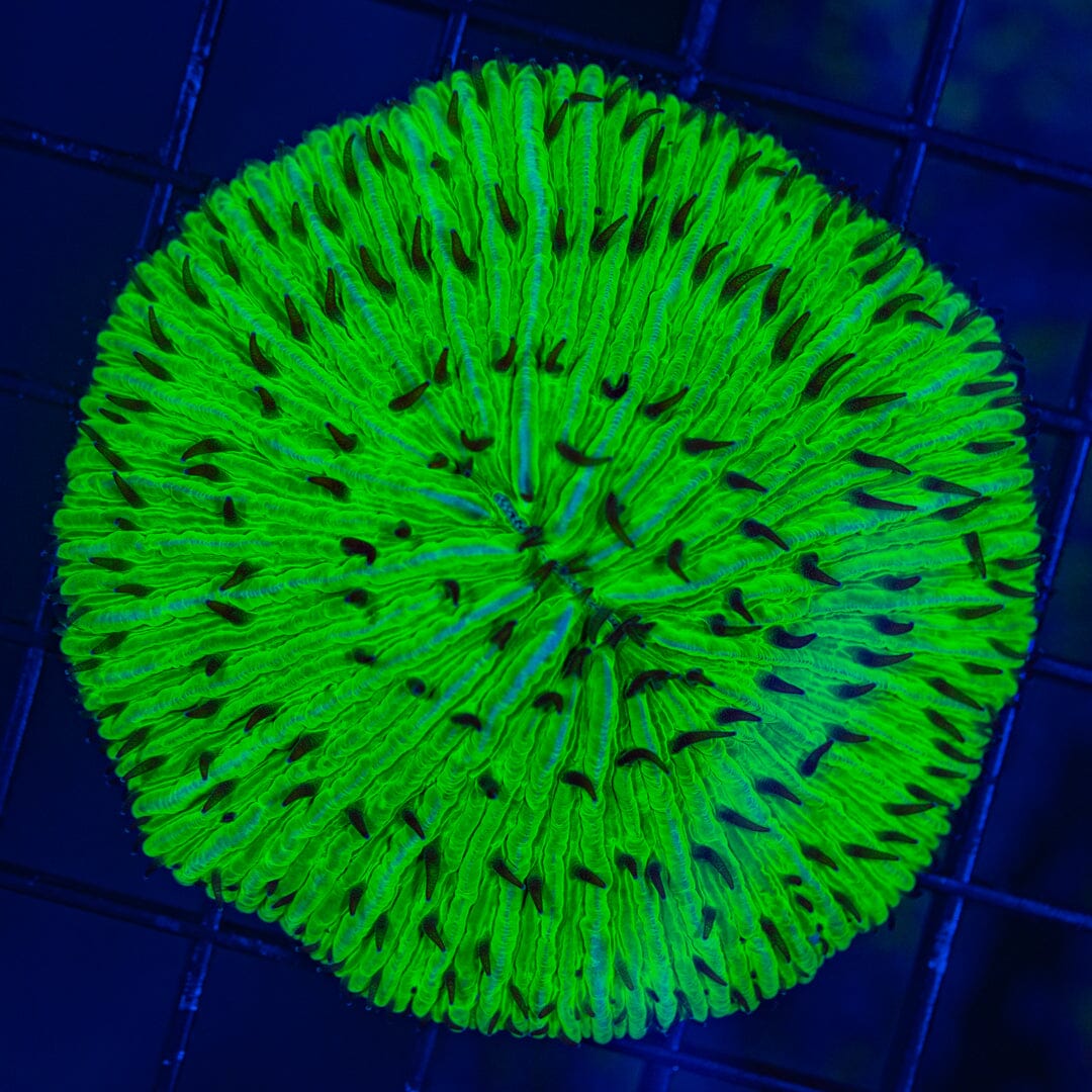 Toxic Green Plate Coral - WYSIWYG Reef Lounge Norco 