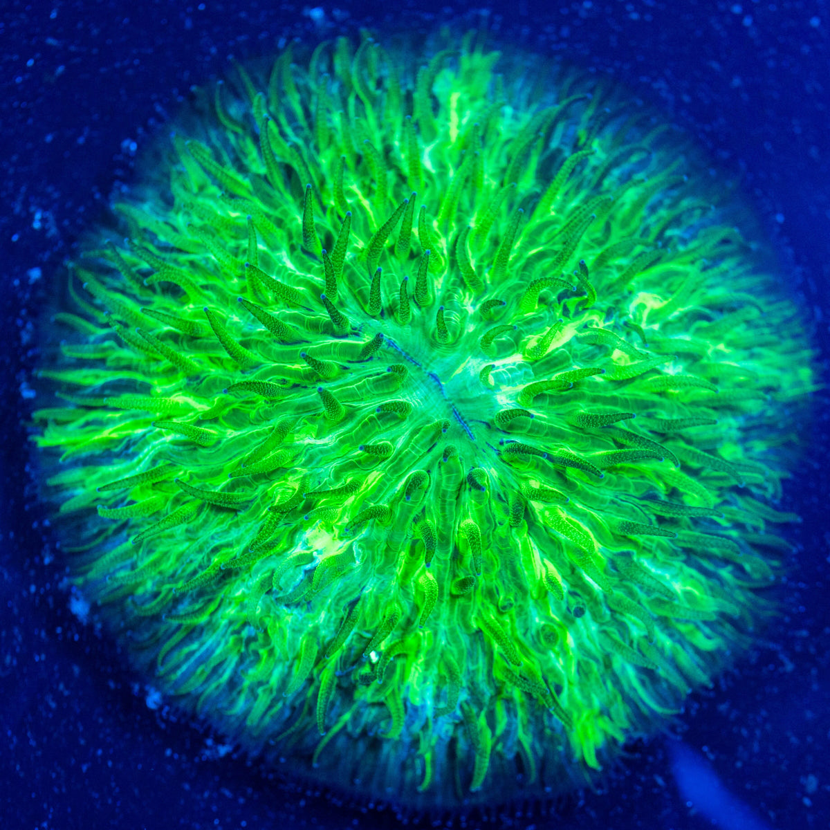 Toxic Splatter Plate Coral - WYSIWYG Reef Lounge Coral 