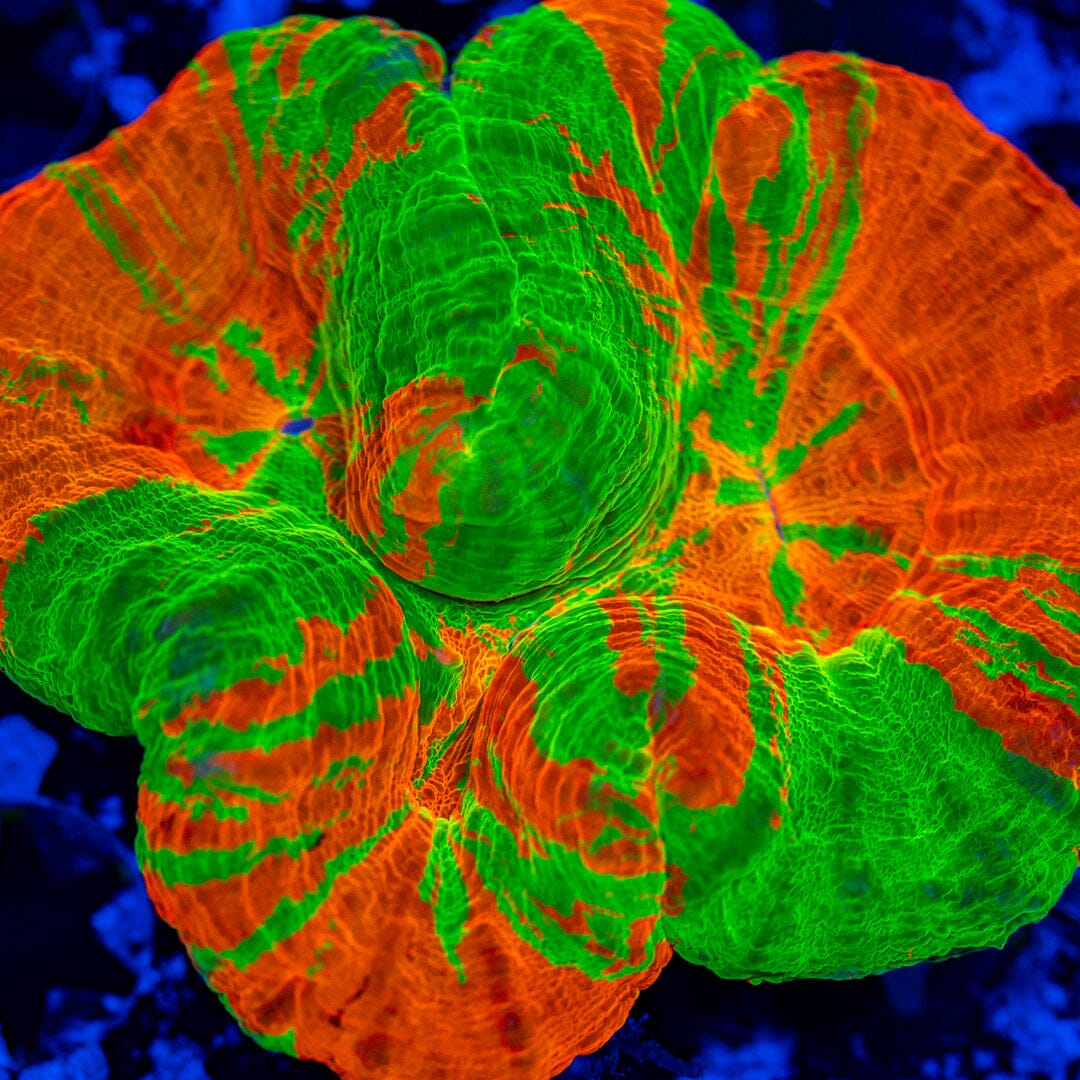 Triple Bleeding Apple Scolymia 10A - WYSIWYG Reef Lounge Norco 