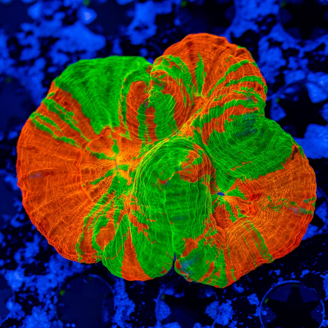 Triple Bleeding Apple Scolymia 10A - WYSIWYG Reef Lounge Norco 