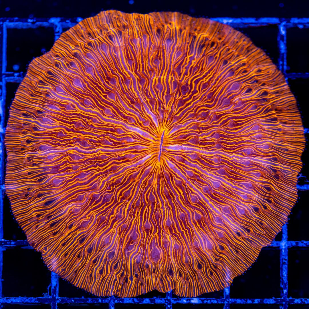 Trippy Ripple Plate Coral - WYSIWYG Reef Lounge Norco 