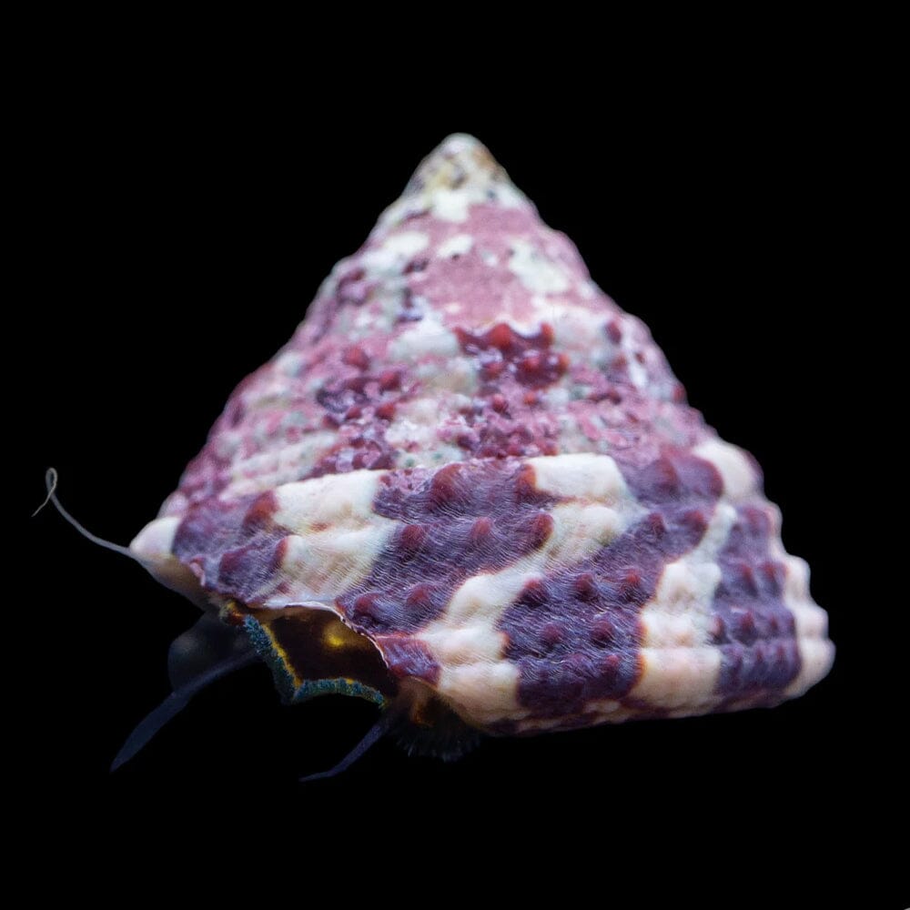Trochus Snail Invertebrate Reef Lounge USA 