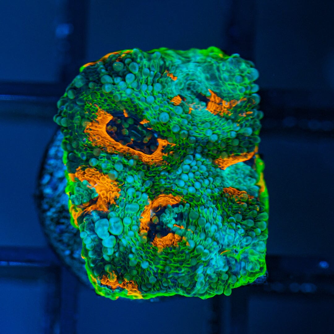 Tropic Thunder Acan Echinata Reef Lounge Coral 