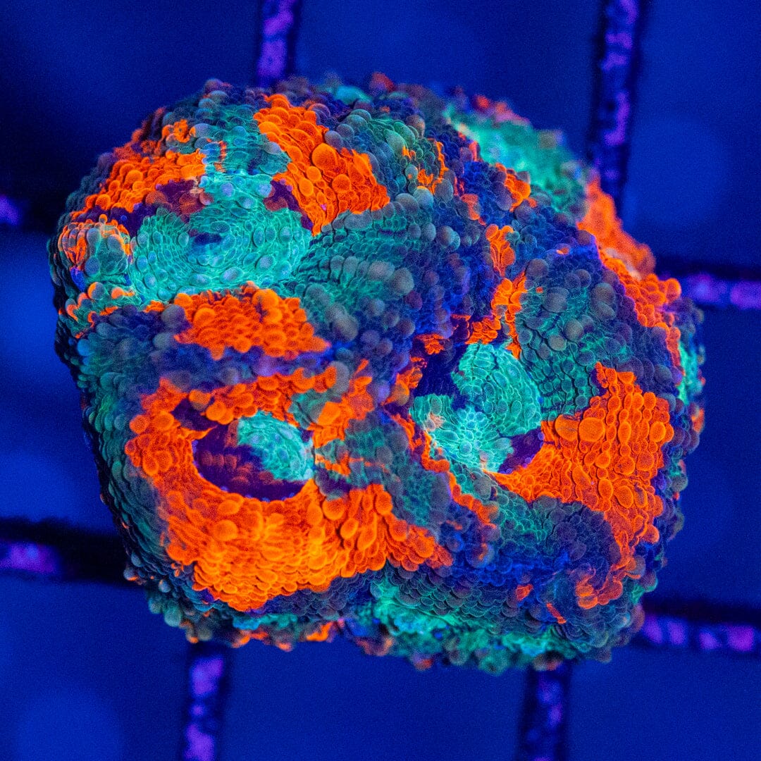 Tropic Thunder Echinata 3A - WYSIWYG Octospawn Reef Lounge USA 
