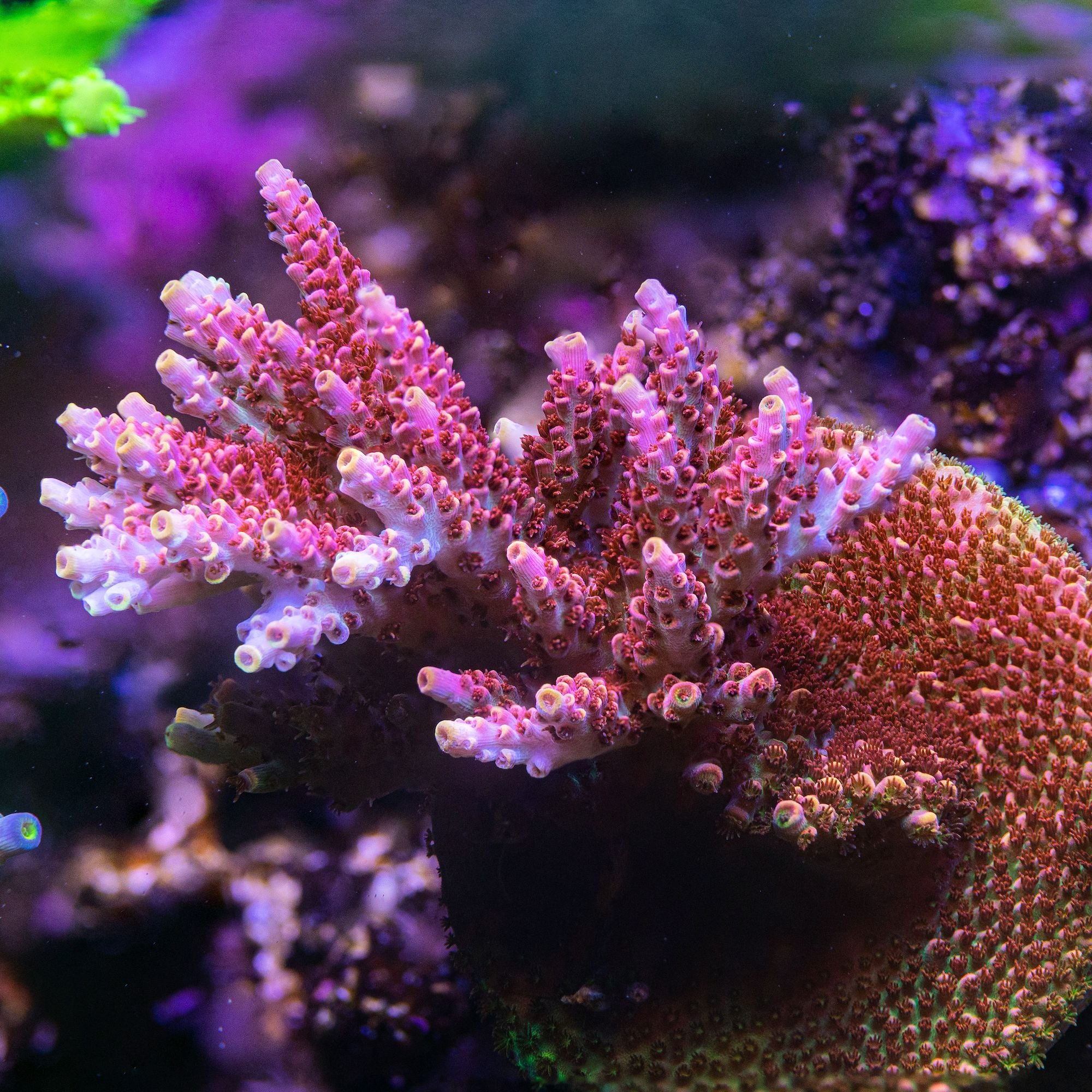 TSA Fruity Pebbles Acropora Reef Lounge Coral 