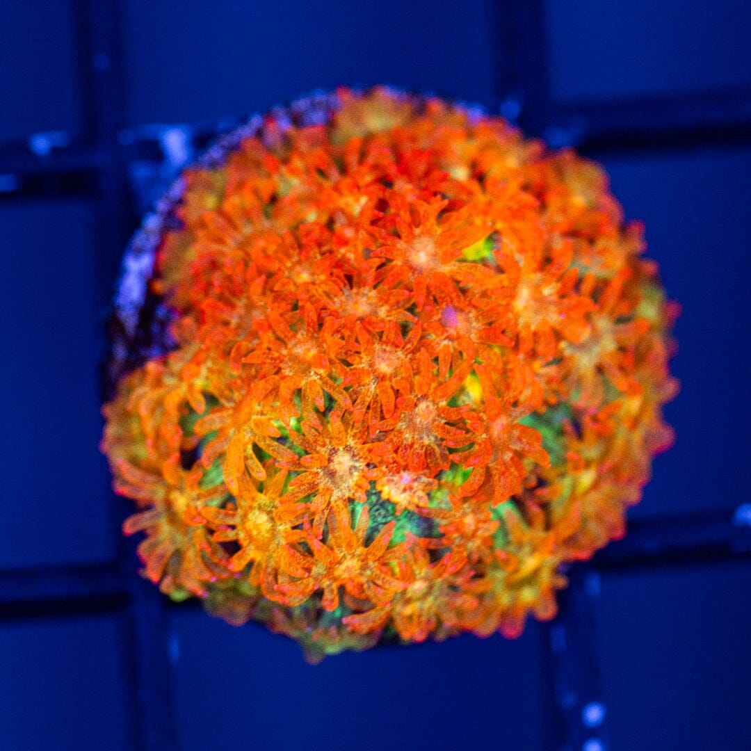 TSA Glitter on Fire Bernardpora - WYSIWYG Reef Lounge Coral 