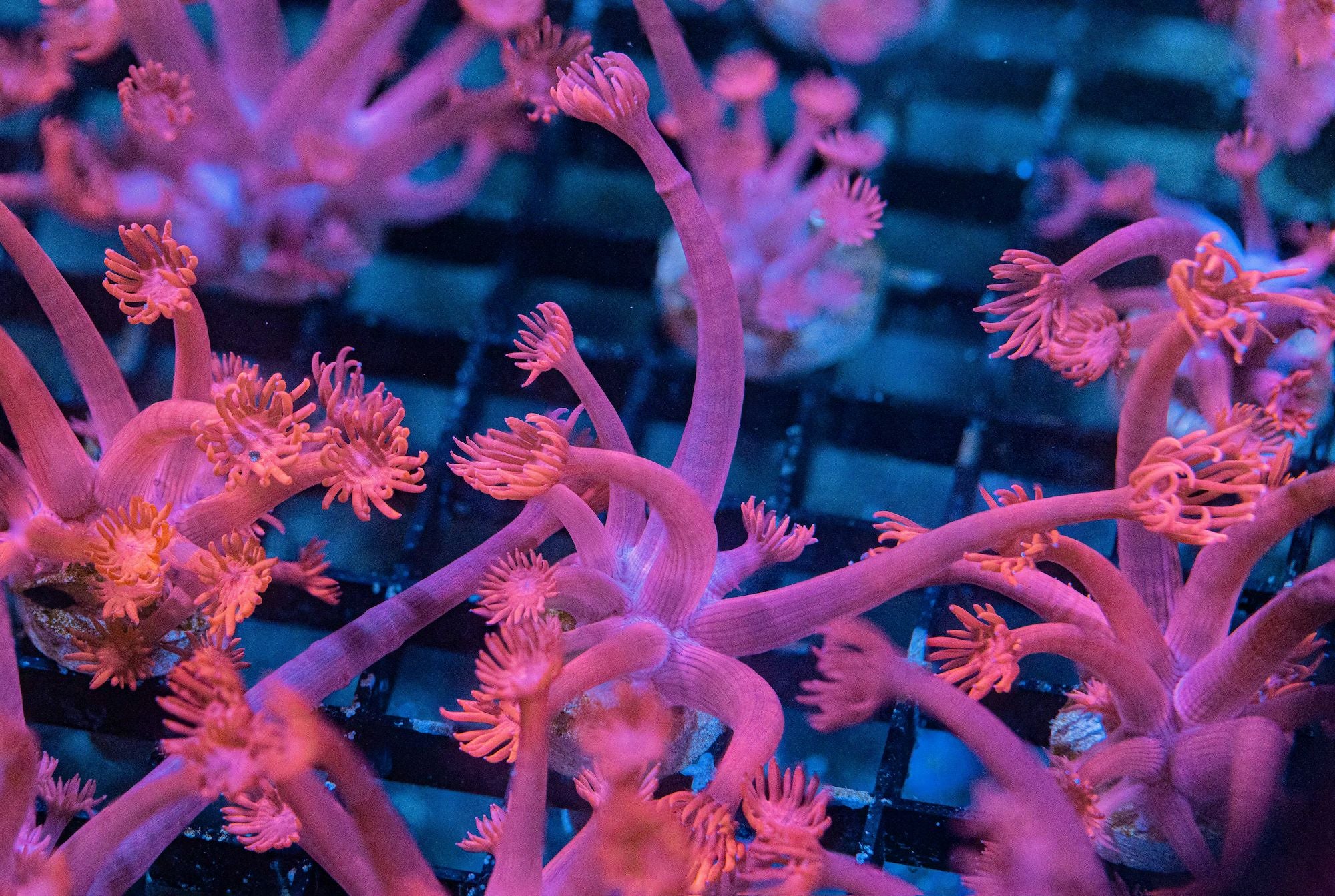 TTA Long Tentacle Pink Goniopora Reef Lounge Coral 