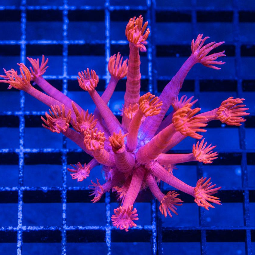 TTA Long Tentacles Pink Goniopora Reef Lounge Coral 