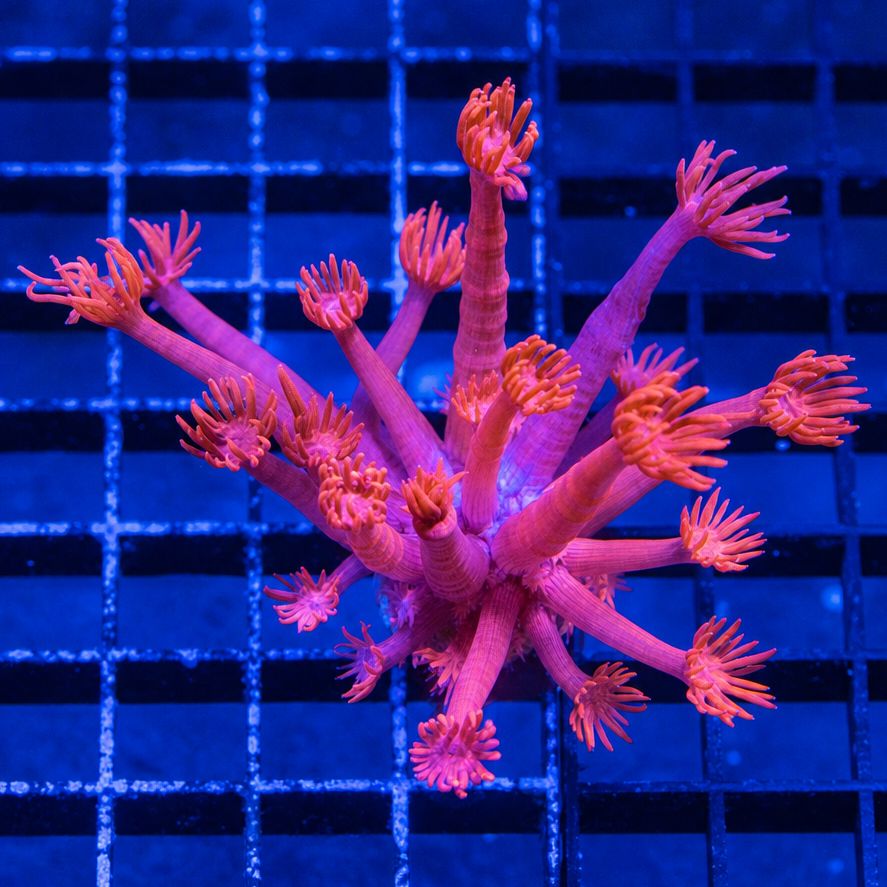 TTA Long Tentacles Pink Goniopora Reef Lounge Coral 