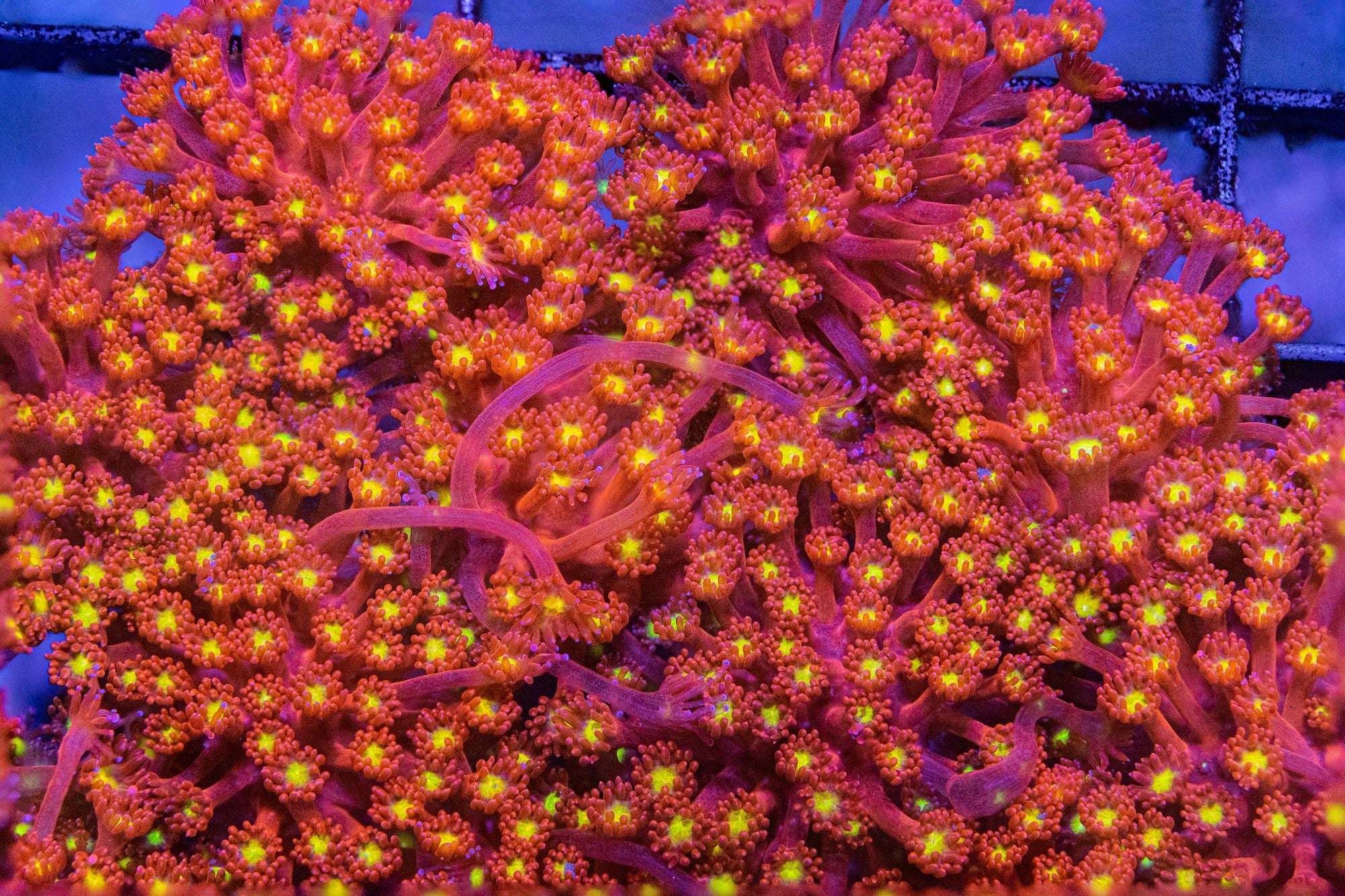 TTA Magma Bernardpora Reef Lounge USA 