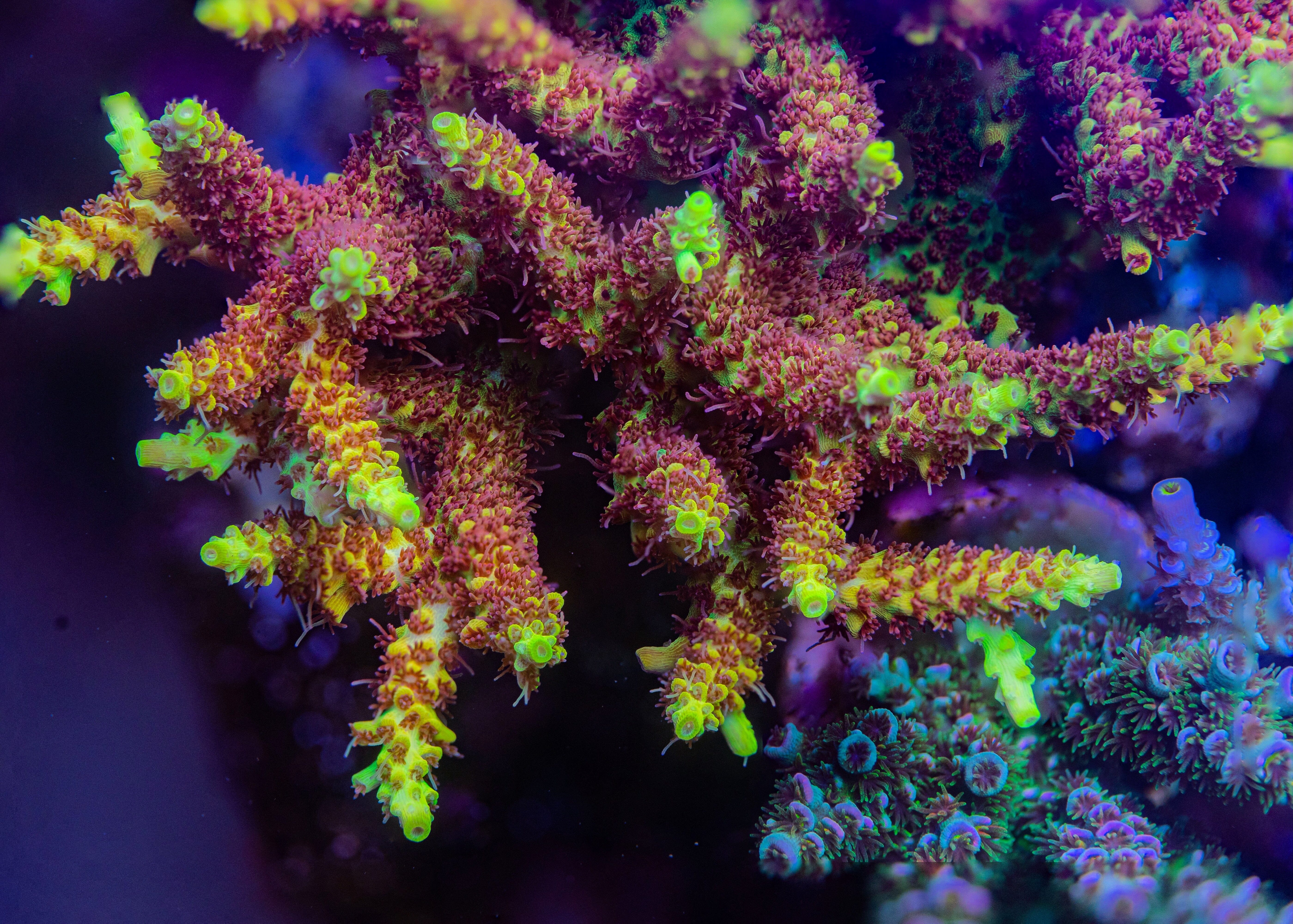 Tyree Pink Lemonade Acropora Reef Lounge Coral 