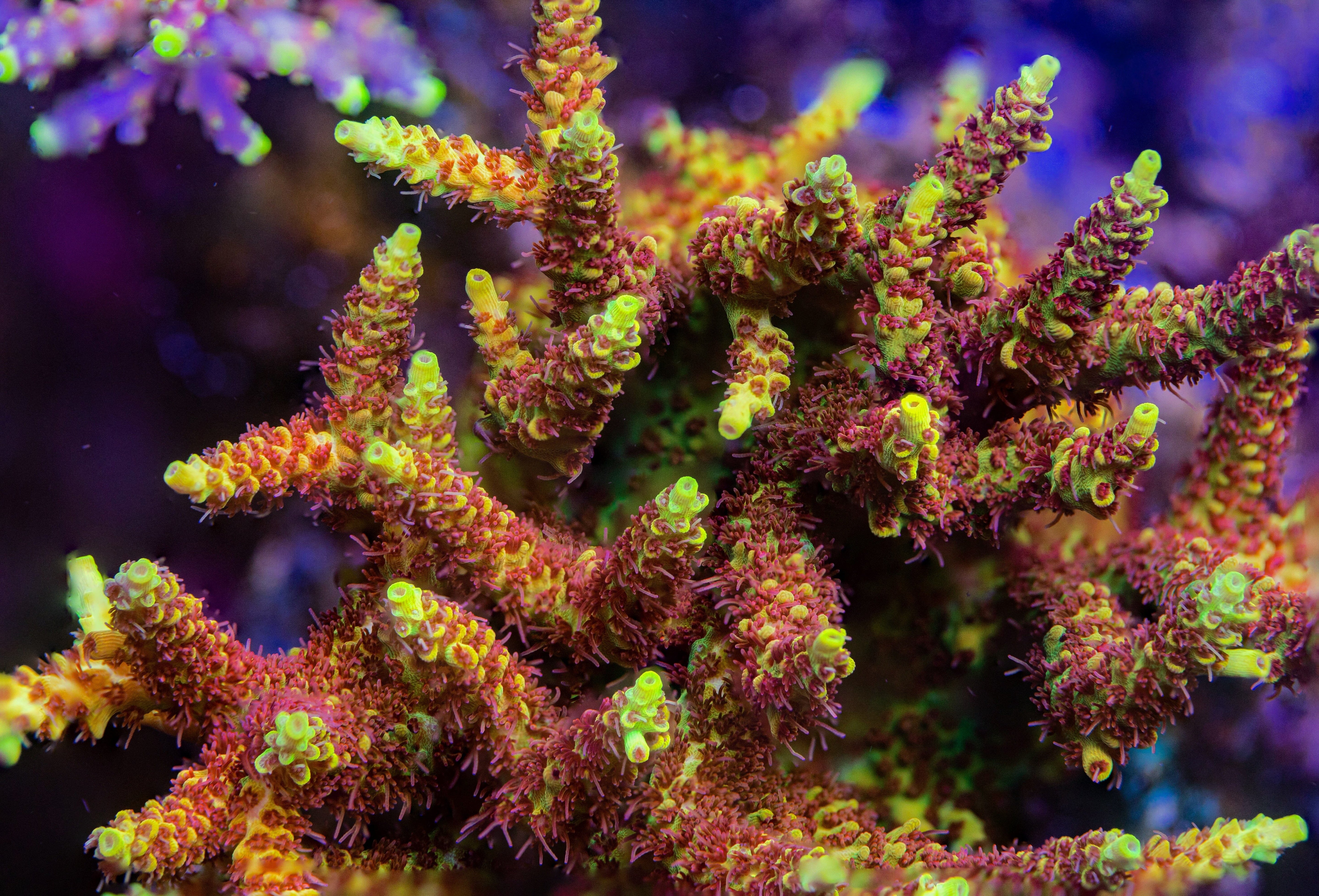 Tyree Pink Lemonade Acropora Reef Lounge Coral 