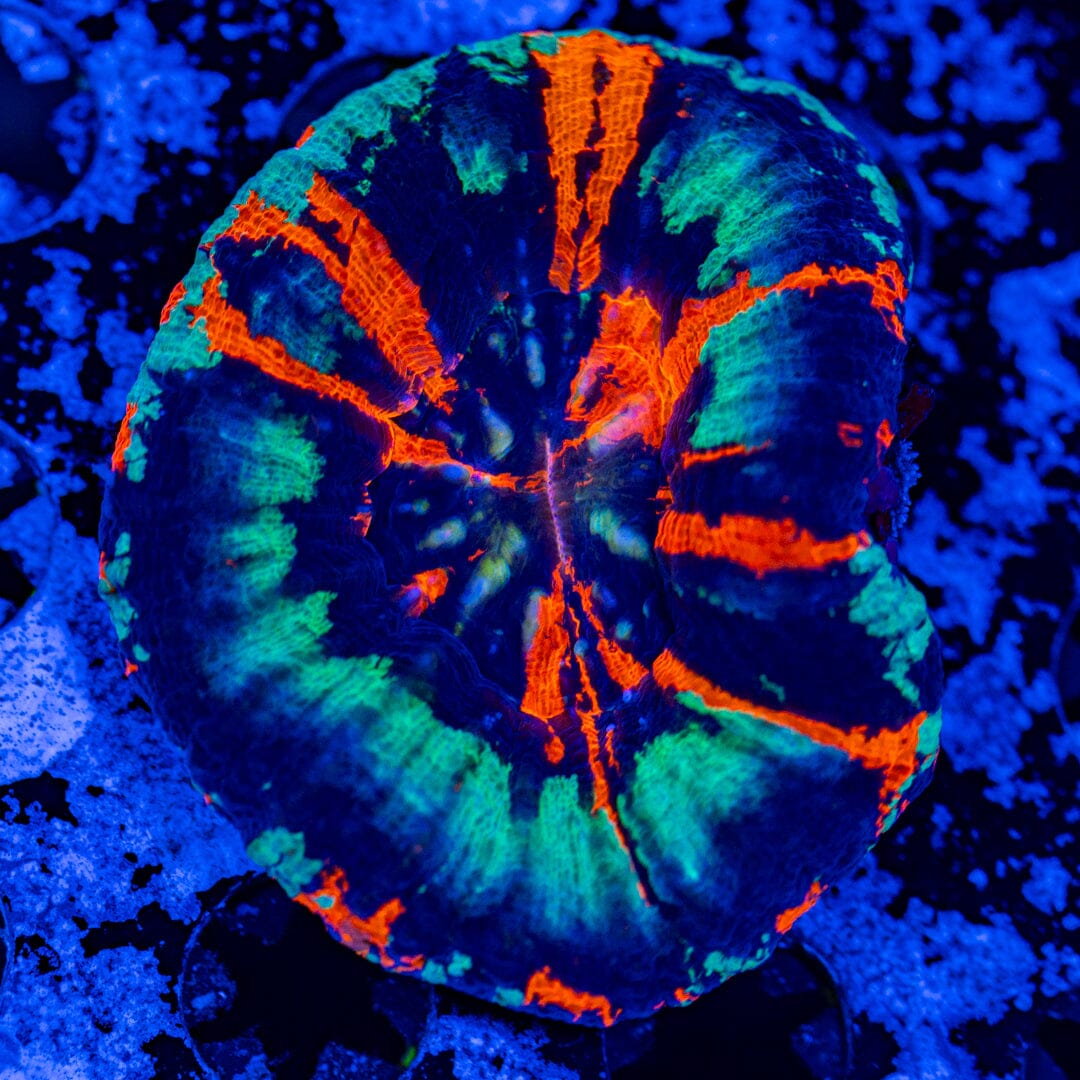UFO War Paint Scolymia 9A - WYSIWYG Reef Lounge Norco 
