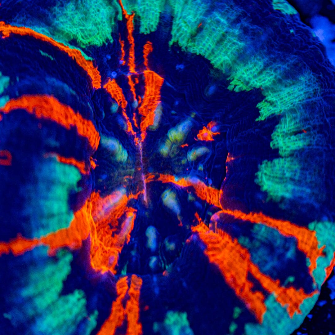 UFO War Paint Scolymia 9A - WYSIWYG Reef Lounge Norco 