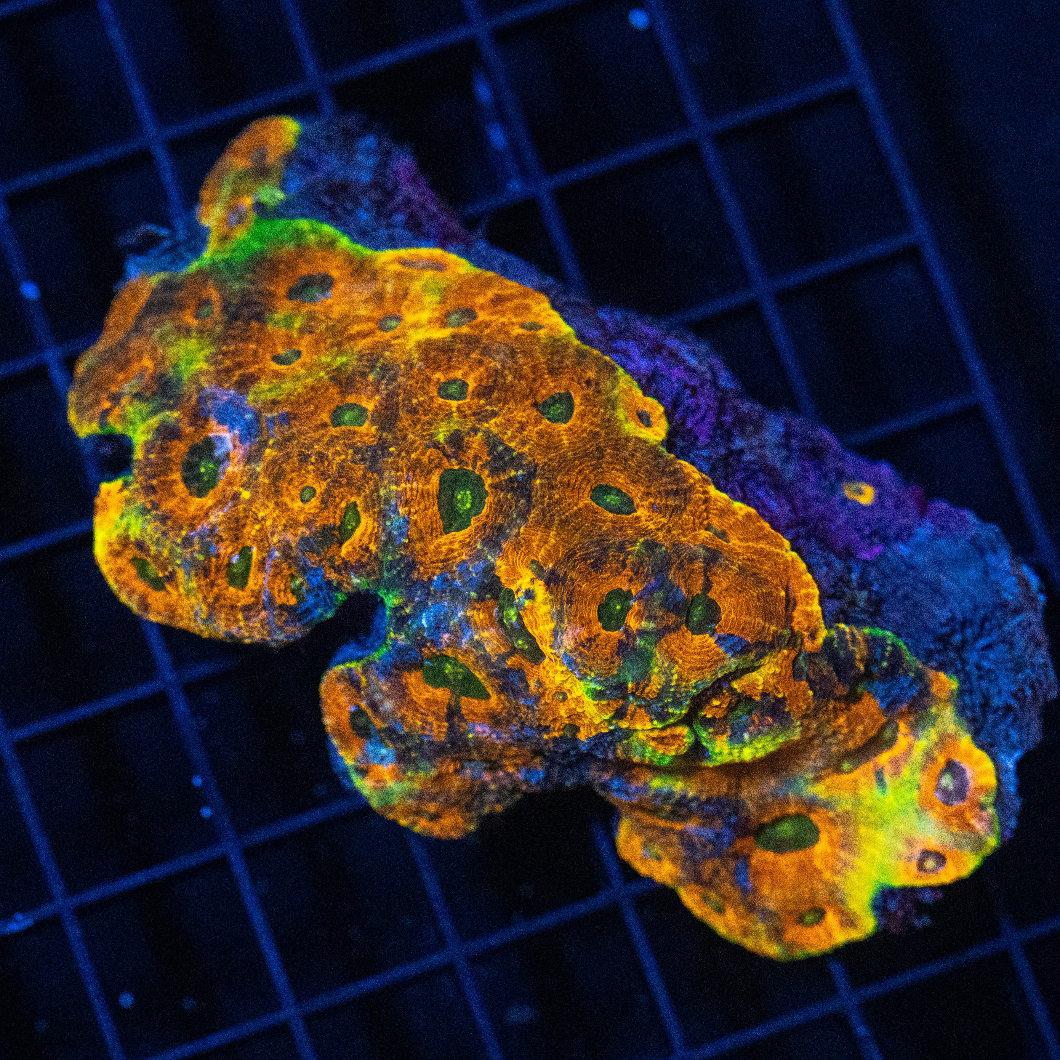 Ultra Acan Echinata Colony - WYSIWYG Reef Lounge Norco 