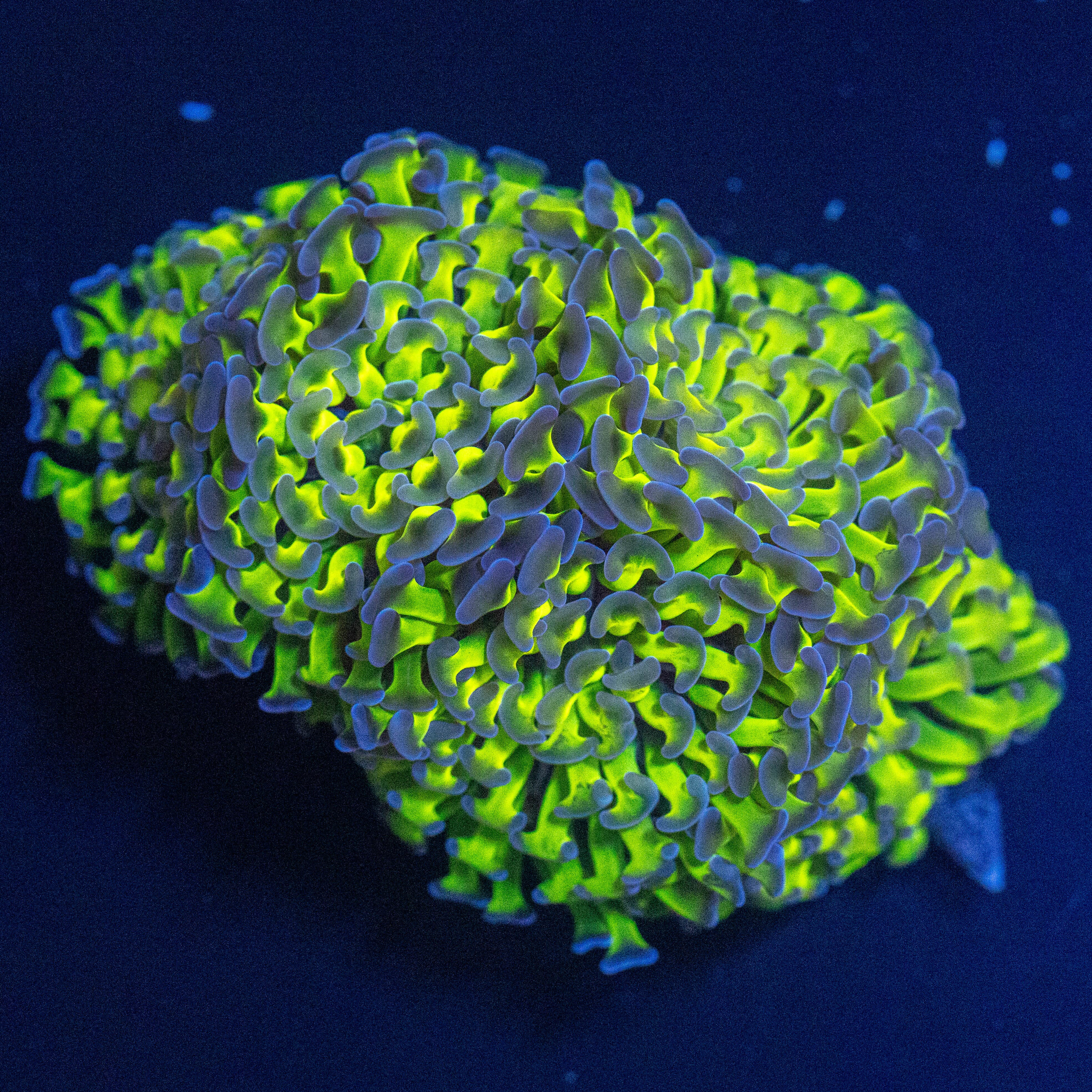 Ultra Bicolor Hammer Colony 2A - WYSIWYG Reef Lounge Norco 