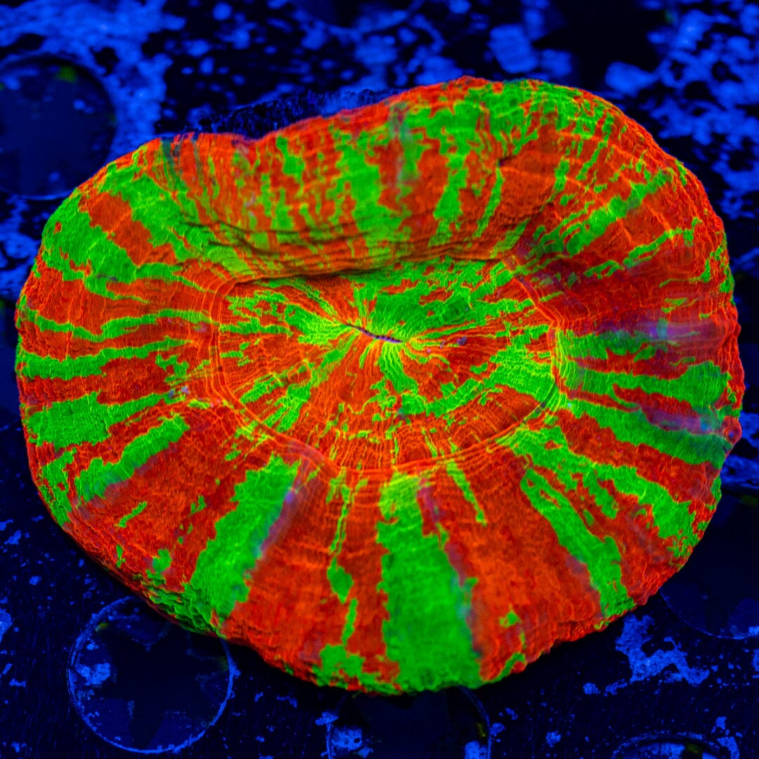 Ultra Bleeding Apple Scolymia 11A - WYSIWYG Reef Lounge Norco 