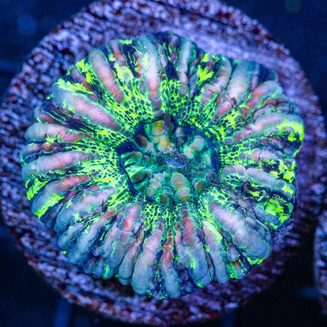 Ultra Button Scoly 1A - WYSIWYG Reef Lounge Coral 