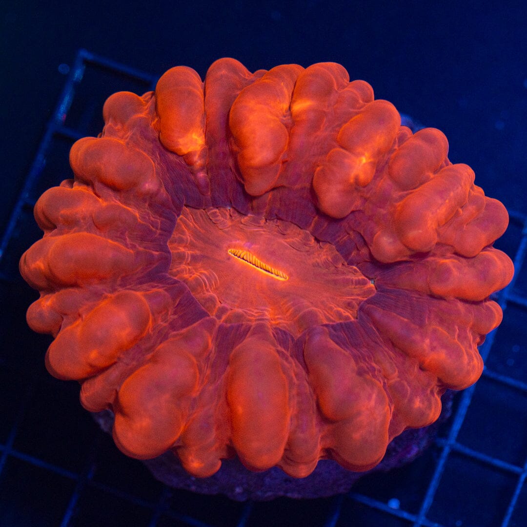 Ultra Cynarina 1B - WYSIWYG Reef Lounge Coral 