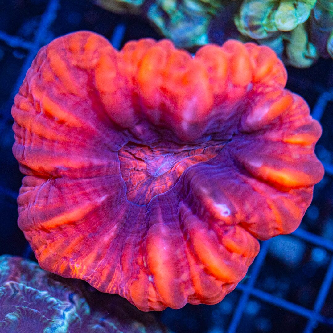 Ultra Cynarina 1F - WYSIWYG Reef Lounge Norco 