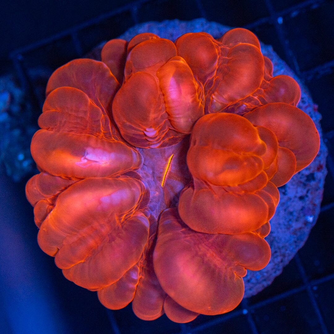 Ultra Cynarina 2B - WYSIWYG Reef Lounge Coral 