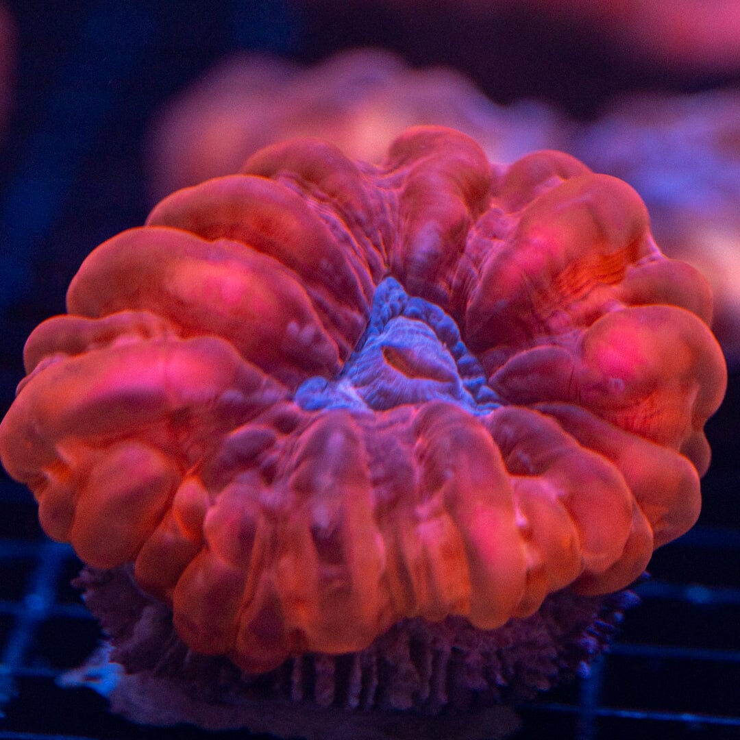 Ultra Cynarina 5B - WYSIWYG Reef Lounge Coral 